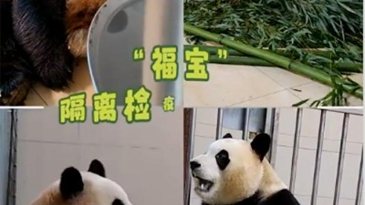 푸바오 일주일간 중국 근황 영상 공개…통사과 아닌 잘린 사과 먹방 중