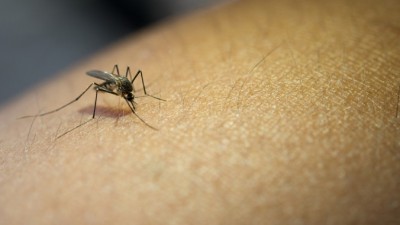 ‘황금연휴’ 동남아로 떠난다면…모기 물려 걸리는 ‘이 병’ 주의